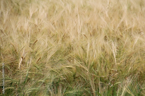 Grass Going To Seed, Ukrainian Cultural Heritage Village, Alberta © Michael Mamoon