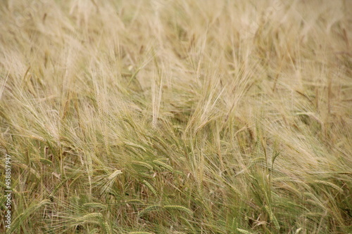 Late Summers Grass, Ukrainian Cultural Heritage Village, Alberta © Michael Mamoon