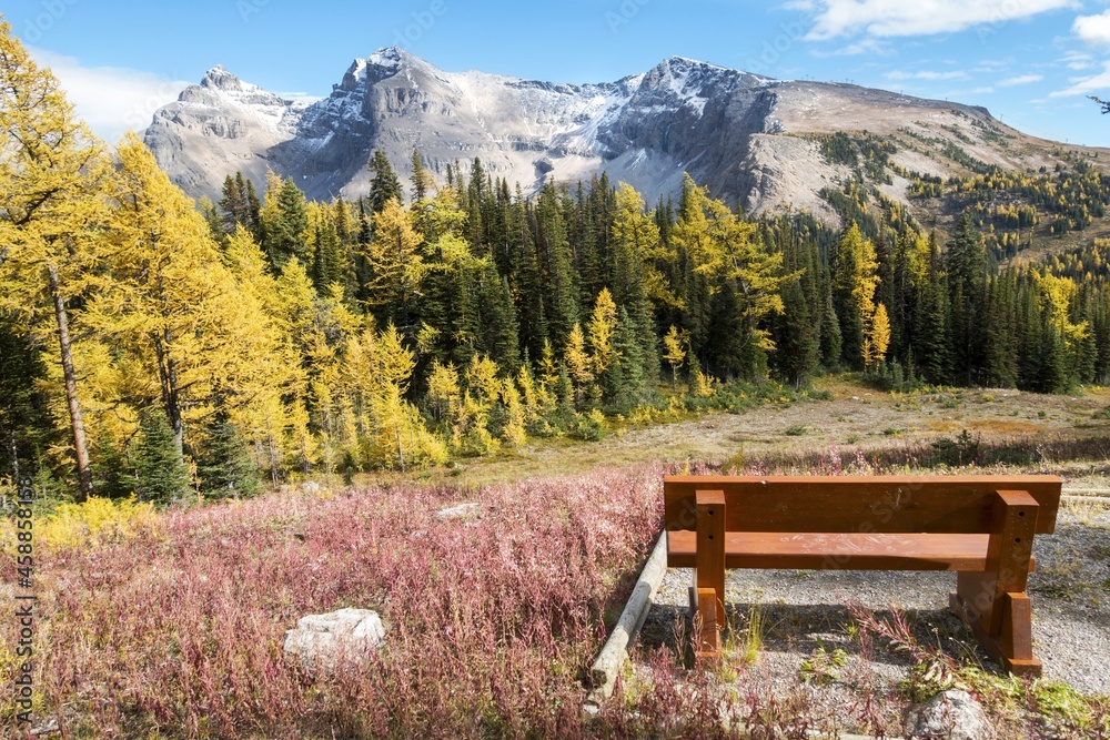 Wooden Park Rest Bench and Autumn Foliage Colors Scenic Landscape on a Hiking Trail in Banff National Park, Canadian Rocky Mountains