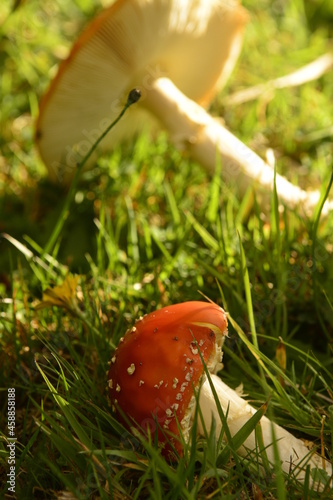 wild red coloured mushrooms in the forest