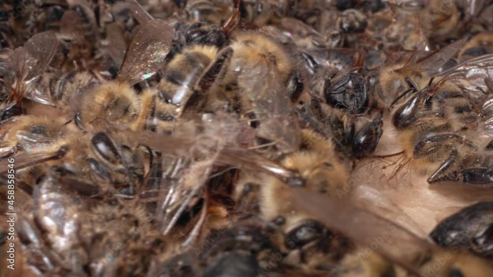 The bees are dying. A dead bees close up. The death of honey bees and