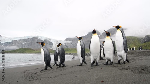 King Penguins on the beach in South Georgia photo