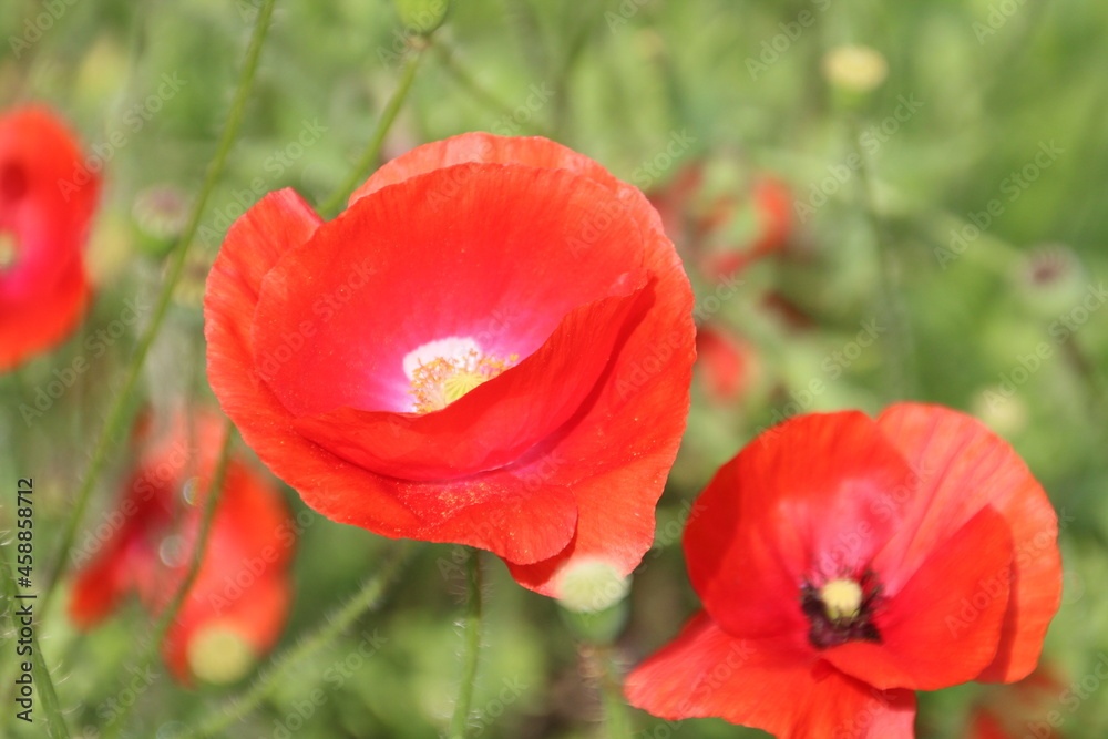 Summer Of Poppies, U of A Botanic Gardens, Devon, Alberta Summer Of Poppies, U of A Botanic Gardens, Devon, Alberta