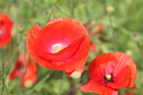 Summer Of Poppies  U of A Botanic Gardens  Devon  Alberta