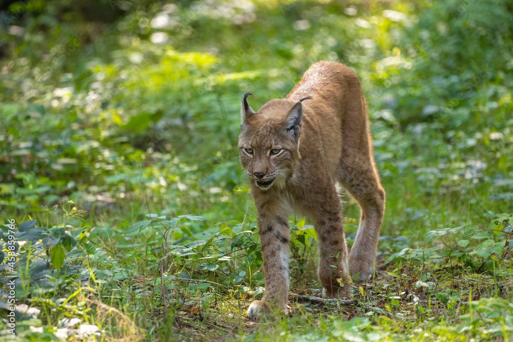Fototapeta premium A beautiful lynx (bobcat) walking through a forest in a natural reserve in Germany at a sunny day in summer.