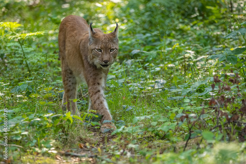 A beautiful lynx (bobcat) walking through a forest in a natural reserve in Germany at a sunny day in summer. © ms_pics_and_more