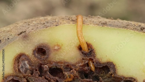 Wireworm on heavily damaged potato. Potato  full of holes and black spots. Crop failure. Close up photo