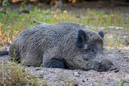 A lazy wild boar lying on the ground in a forest in Hesse, Germany at a sunny day in summer