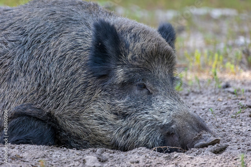 A lazy wild boar lying on the ground in a forest in Hesse  Germany at a sunny day in summer