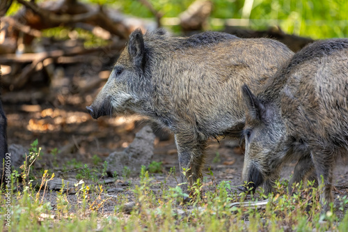 A wild boar walking through a forest in Hesse, Germany at a sunny day in summer.