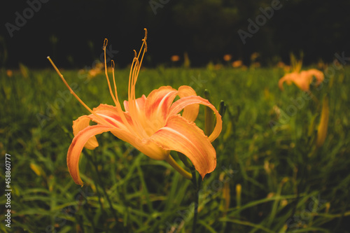 Orange Daylily