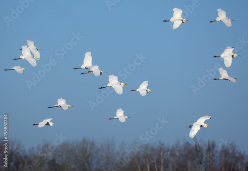 Big flock of soaring great white egrets (Ardea alba) in flight over clear blue sky in spring 