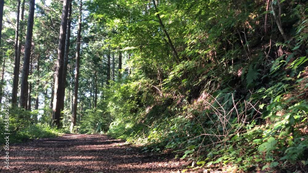 green path in the forest