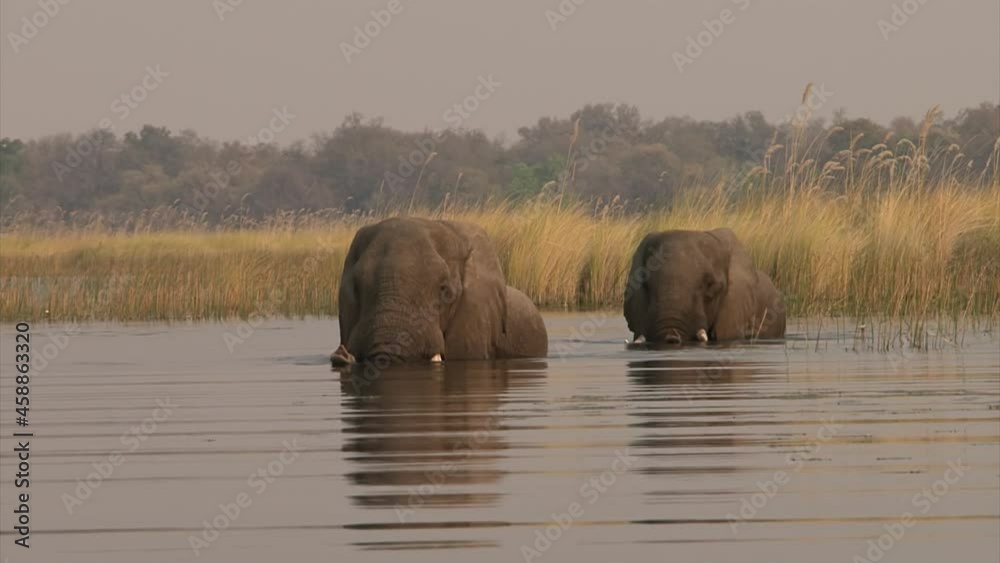 two male African elephants walk through lake or river, one behind the other, water covering legs and belly, using trunks to breath, riverside overgrown with reed, long shot two male African elephants walk through lake or river, one behind the other, water covering legs and belly, using trunks to breath, riverside overgrown with reed, long shot