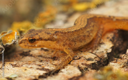 Closeup on a sub-adult Common smooth newt , Lissotriton vulgaris on a piece of wood
