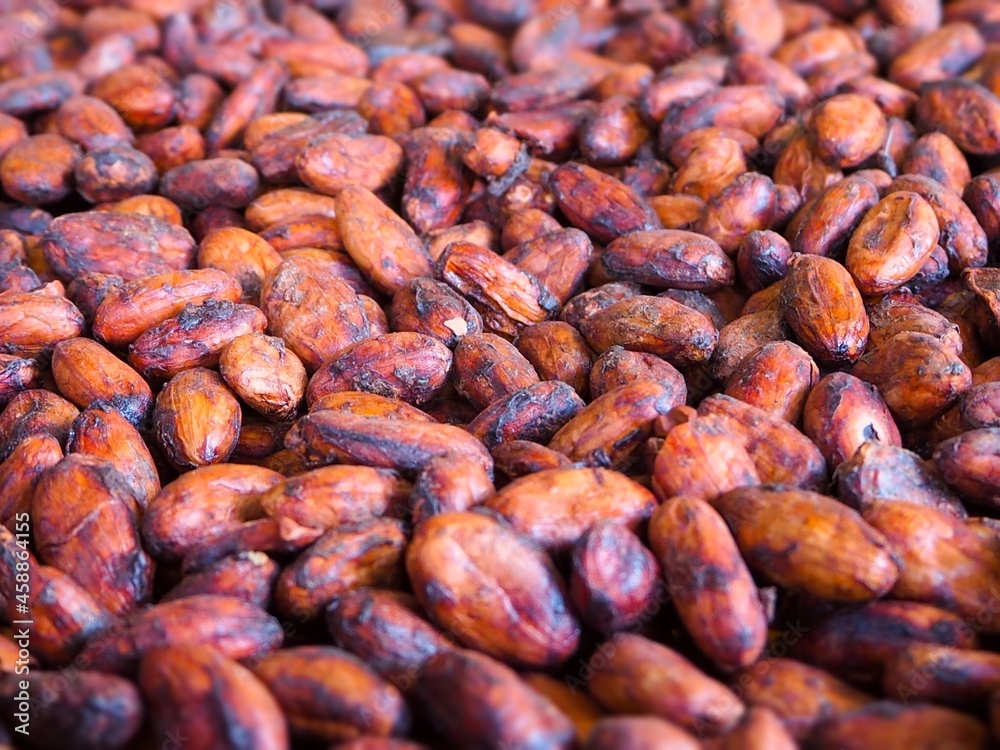 Closeup Pile Dried Cocoa Bean, soft and selective focus Closeup Pile Dried Cocoa Bean, soft and selective focus