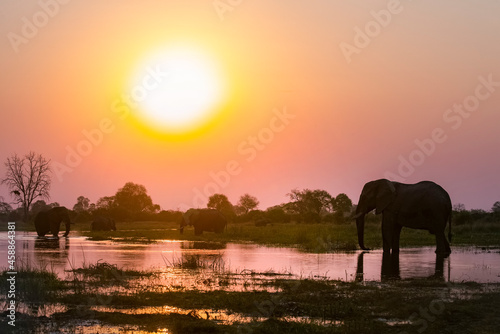 Photography elephants during sunset on the river