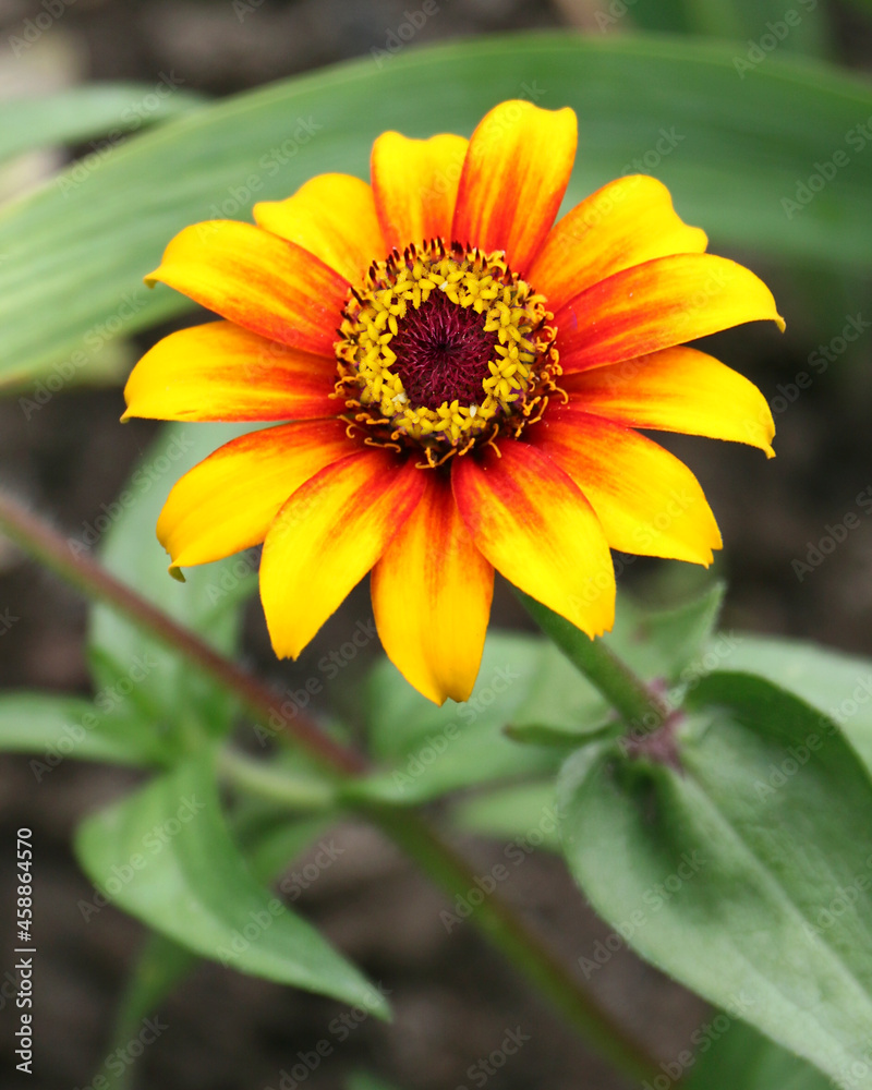 Zinnia elegans flower, zinnia red and yellow flower close - up view Zinnia elegans flower, zinnia red and yellow flower close - up view