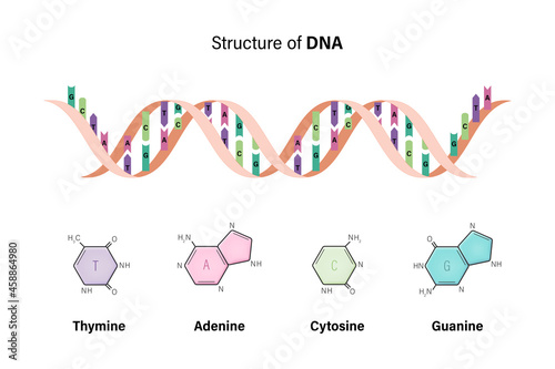 Structure of DNA. Deoxyribonucleic acids. Nitrogenous base and Sugar phosphate backbone. Thymine, Adenine, Cytosine, Guanine.