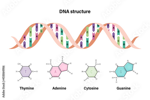 DNA structure. Deoxyribonucleic acids. Nitrogenous base and Sugar phosphate backbone. Thymine, Adenine, Cytosine, Guanine.