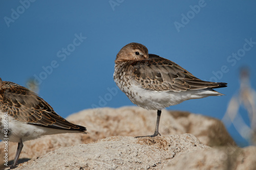 Dunlin is resting on the beach