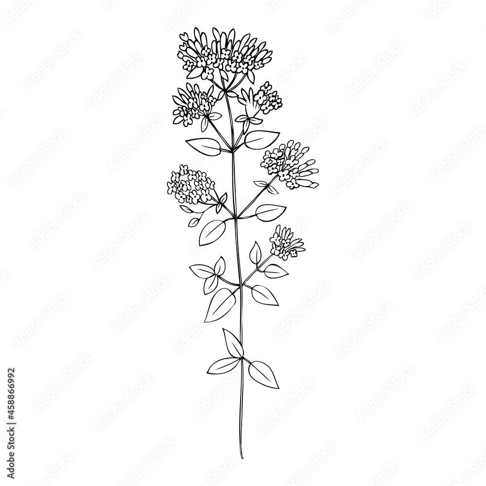 Blossoming Oregano flower vector ink sketch, hand drawn healing herb line art Origanum vulgare, Marjoram isolated on white, botanical illustration spice, design for natural cosmetic, herbal tea