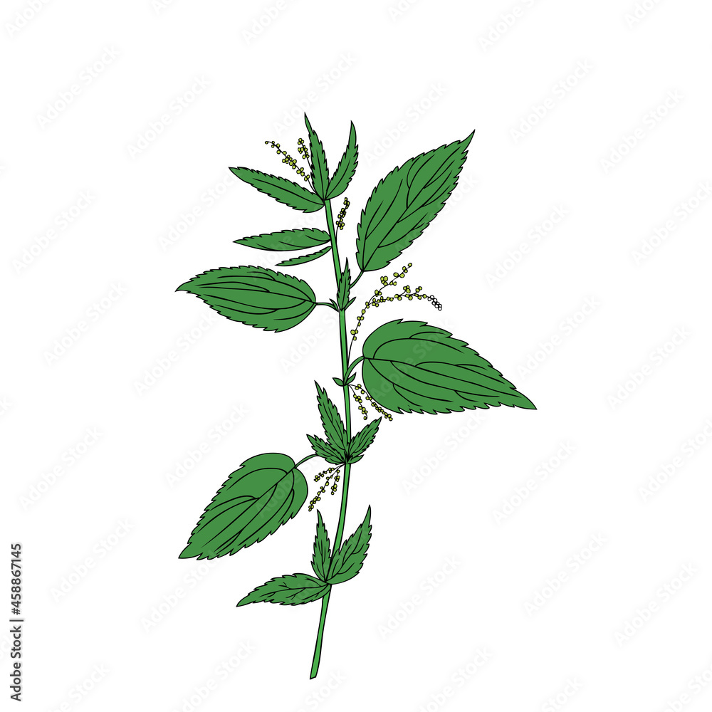 Nettle wild field flower isolated on white background botanical hand drawn sketch vector doodle colorful illustration Urtica dioica for design package tea, cosmetic, natural medicine, greeting card