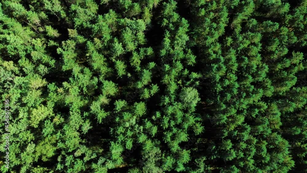 Travelling drone shot of a coniferous forest Travelling drone shot of a coniferous forest