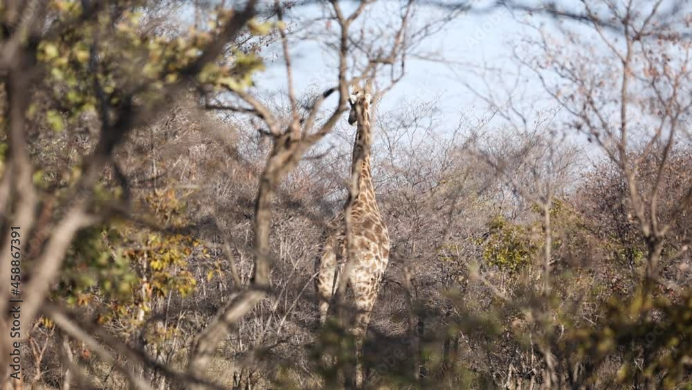 African Giraffe Alone Standing in Amongst Trees and Bush at Sunrise, Rear View African Giraffe Alone Standing in Amongst Trees and Bush at Sunrise, Rear View