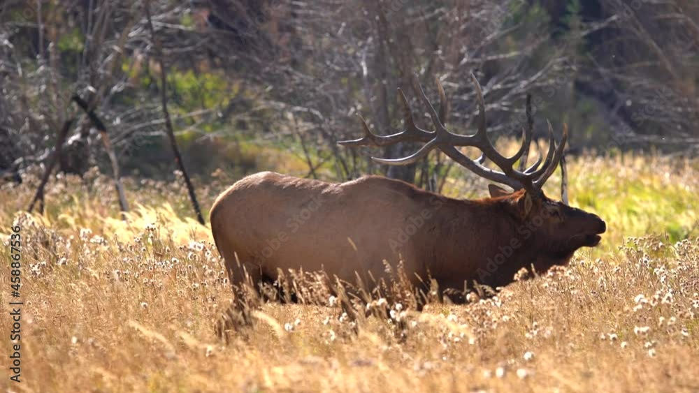 Bull elk in the Rocky Mountains during the elk rut of 2021 Bull elk in the Rocky Mountains during the elk rut of 2021