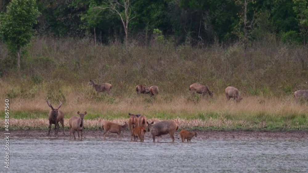 Herd in the water and on the grass as they all are paying attention to predators, a male at the background moves to the right, Sambar Deer, Rusa unicolor, Phu Khiao Wildlife Sanctuary, Thailand. Herd in the water and on the grass as they all are paying attention to predators, a male at the background moves to the right, Sambar Deer, Rusa unicolor, Phu Khiao Wildlife Sanctuary, Thailand.