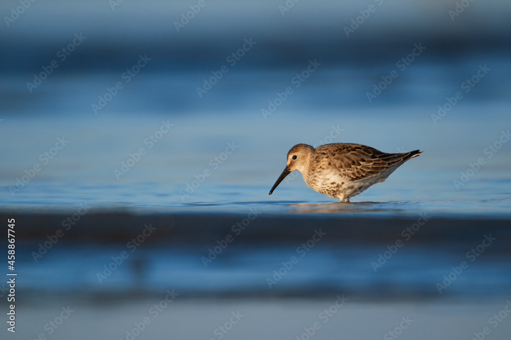 Dunlin wading in the water looking for food Dunlin wading in the water looking for food