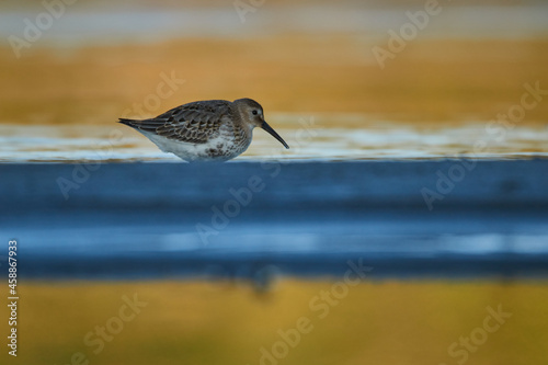 Dunlin wading in the water looking for food