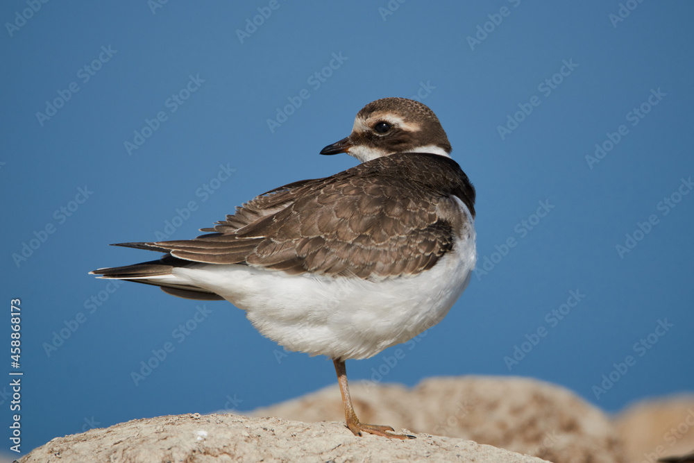 Close up of a plover on the beach Close up of a plover on the beach