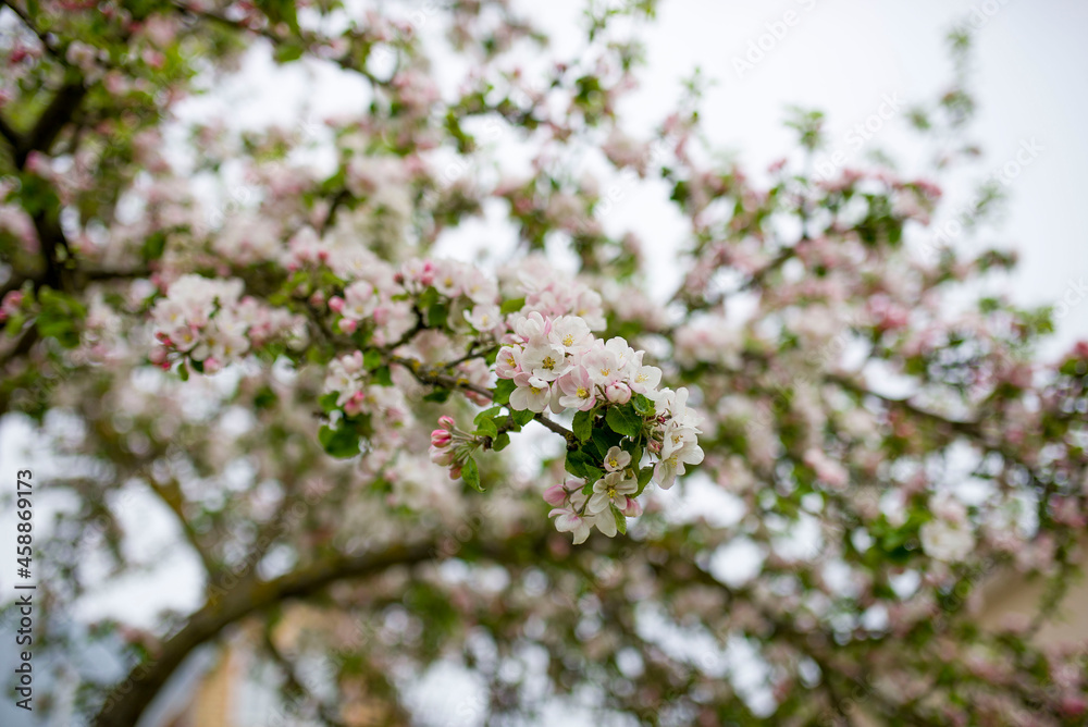 blossom in spring blossom in spring