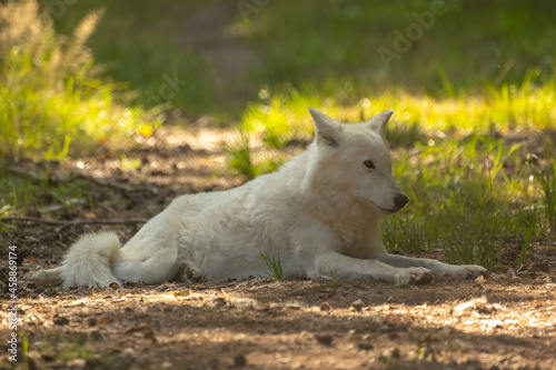 An arctic wolf in a little leisure park in Germany.
