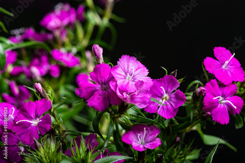 purple gypsy flowers
