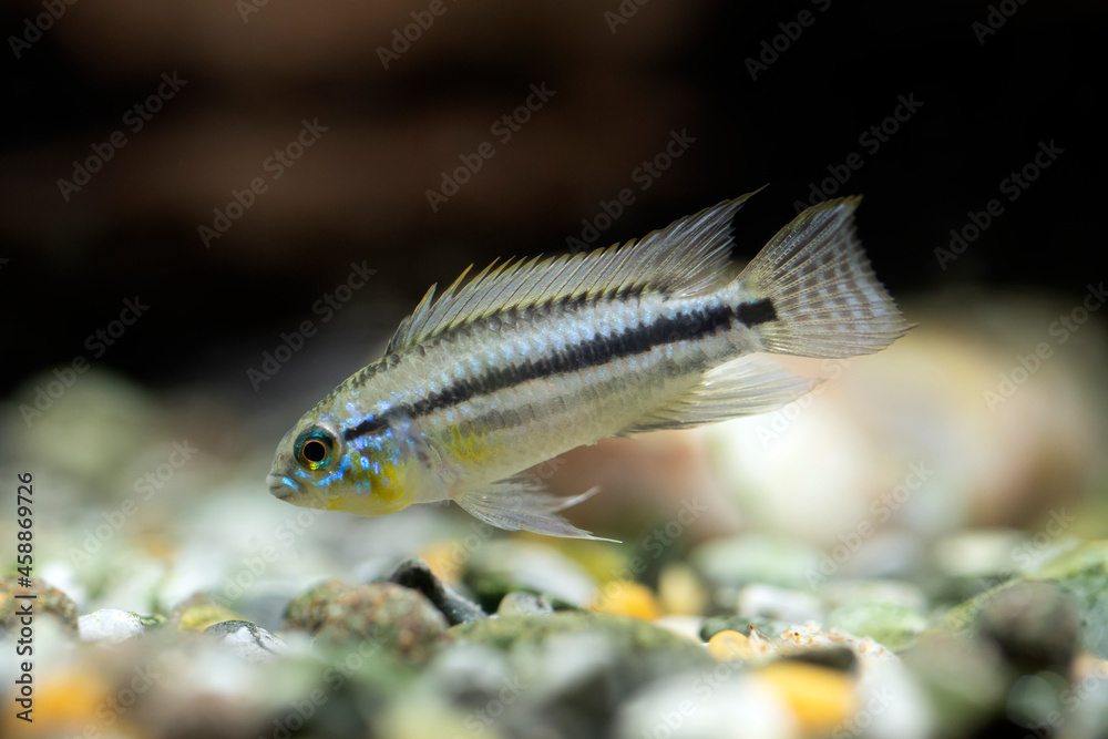 Apistogramma bitaeniata Apistogramma bitaeniata