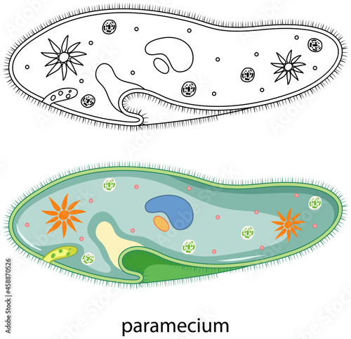Paramecium in colour and doodle on white background