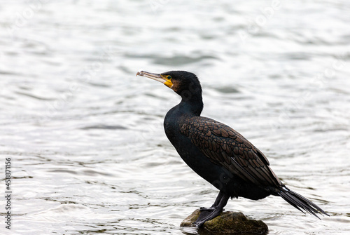Cormorant stay on stone in the lake