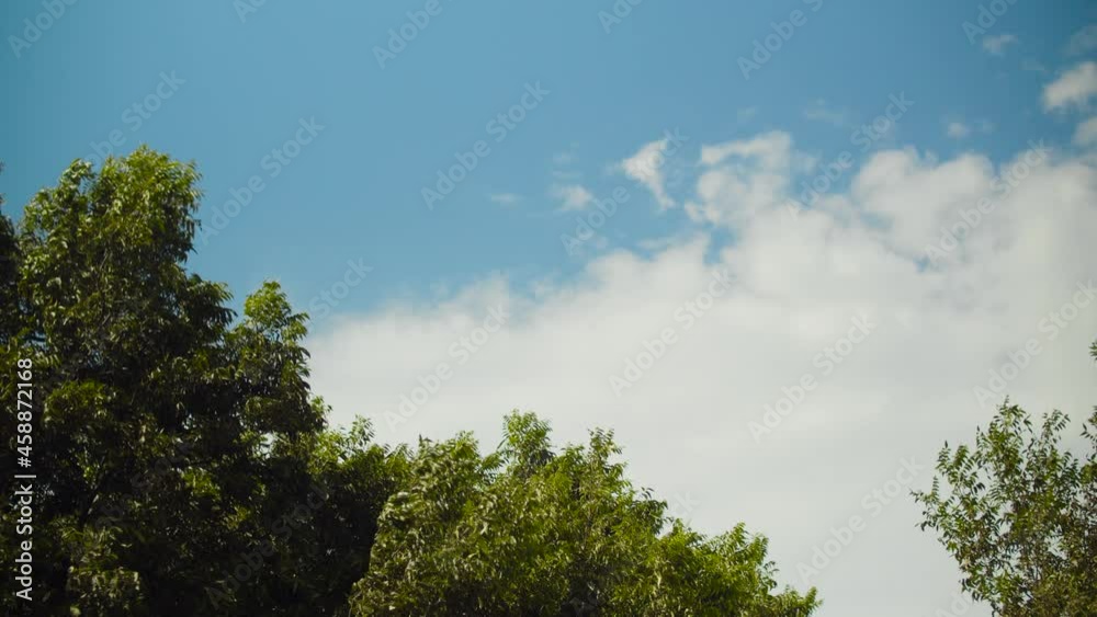Shot of blue sky with clouds and rich green trees in the foreground on a windy day. Shot of blue sky with clouds and rich green trees in the foreground on a windy day.