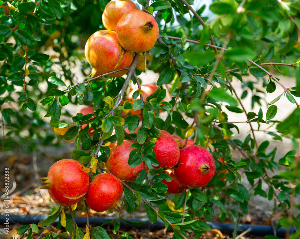 Closeup of red pomegranates ripening in green leaves on tree branches in fruit garden