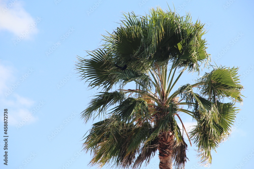 Palm tree in Florida