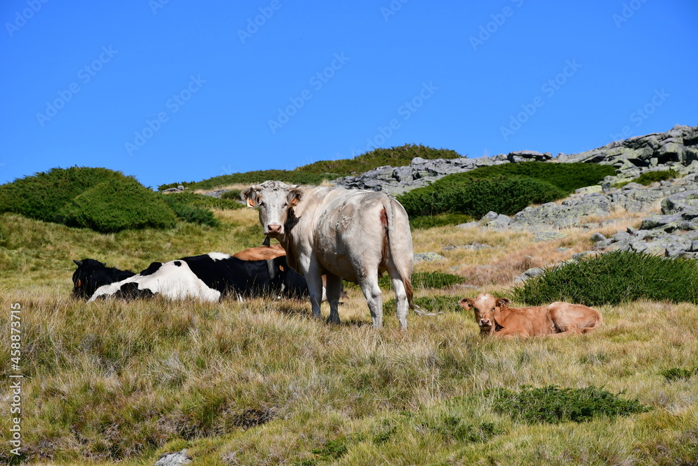 Obraz premium vache et veau