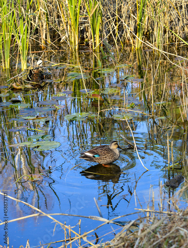 Wild duck on the pond