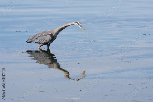 Heron at Bay
