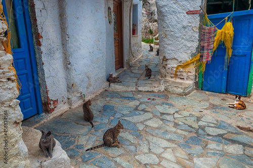 Cats
