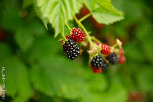 Horizontal view. Ripe and unripe blackberries on the bush with selective focus. Bunch of berries.