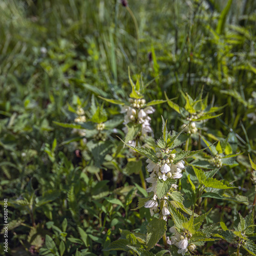 Square image of white flowering dead nettle plants in their own natural habitat. The photo was taken in a Dutch nature reserve at the end of the spring season. © Ruud Morijn