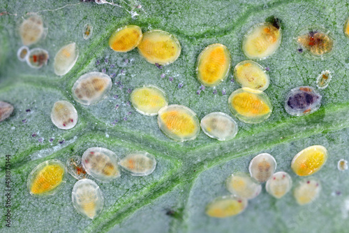 Underside of plants leaves with pest Cabbage Whitefly (Aleyrodes proletella) larvae and pupae on the underside of the leaf. Itis a species of whitefly from the Aleyrodidae family, pest of many crops. photo